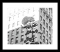 A Flower Grows in Brooklyn