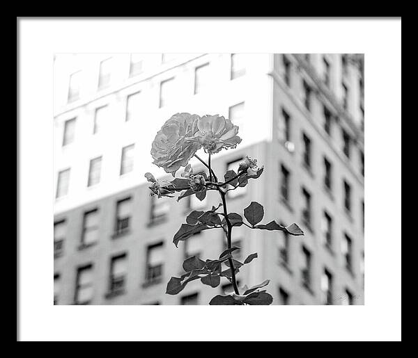 A Flower Grows in Brooklyn