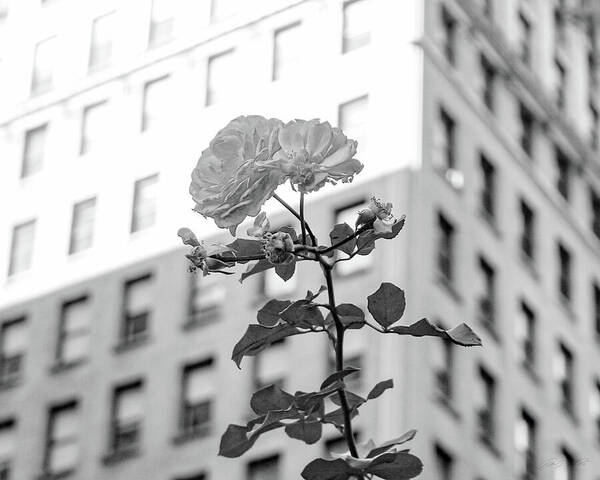 A Flower Grows in Brooklyn